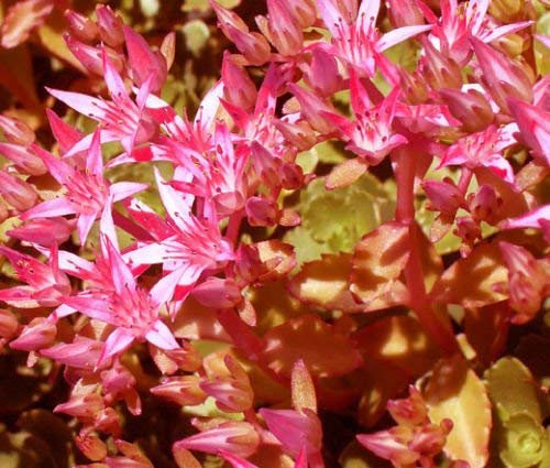 Sedum Voodoo Sedum Spurium - 200 Semi Granel