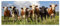 wandmotiv24 Leinwandbild Kühe auf der Weide, Tiere, Rinder, Kuh 120x50cm (BxH) M1093