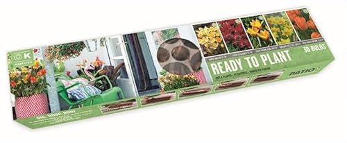 Ready to Plant 38 Flower Bulbs in Long Biodegardable Tray