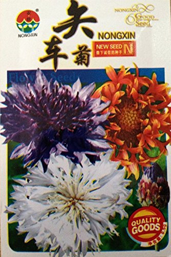 Semillas de flores de aciano semilla perenne envase original de 40 granos / bolsa