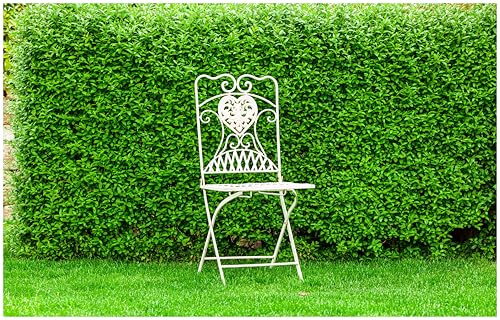 Stauden Gänge 1 x Ligustrum obtusifolium var. regelianum Buschiger Liguster | Winterharte Heckenpflanze für Sonne bis Halbschatten, Blüte Mai bis Juni, mehrjährig, schnittverträglich, 9x9 cm Topf