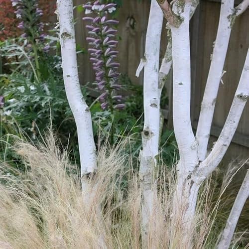 Plant Theory Jacquemontii West Himalayan Birch Tree Betula Utilis 1.5L Pot