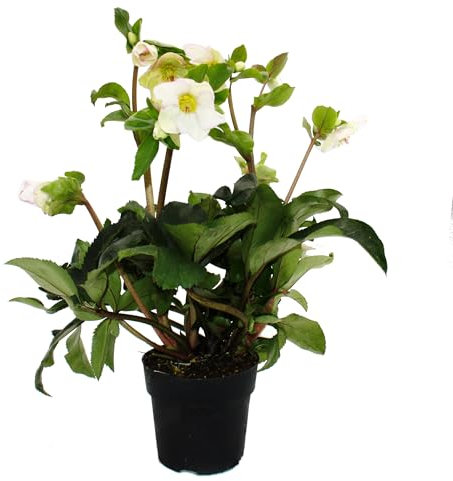 Christrose - Schneerose - Helleborus Ice n Roses - mit vielen Knospen - im 15cm Topf - Picotee - Blüte mit rosa Rand