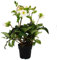 Christrose - Schneerose - Helleborus Ice n Roses - mit vielen Knospen - im 15cm Topf - Picotee - Blüte mit rosa Rand