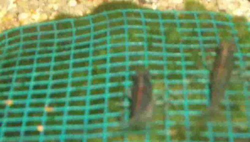 Mühlan Topartikel- Wassergras Matte mit Gitter 15x10 cm, Moos