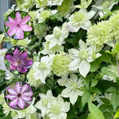 3 pcs clematis kletterpflanze zwiebeln - deko pflanzen topfpflanzen draußen winterhart Hydrokultur,Clematis florida, nachhaltige geschenke für frauen blumenwiese blumenzwiebeln mehrjährig