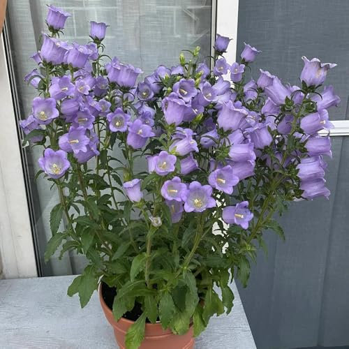 Semi di campanula - Campanula media giardino decorativo, a crescita rapida regali per gli amanti del giardino, a misura di ape vaso bonsai, semi di fiori recisi piante resistenti per 500pcs