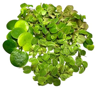 Algenkiller Schwimmpflanzen 3er Set für dein Aquarium, Limnobium, Phyllantus fluitans und Salvinia minima