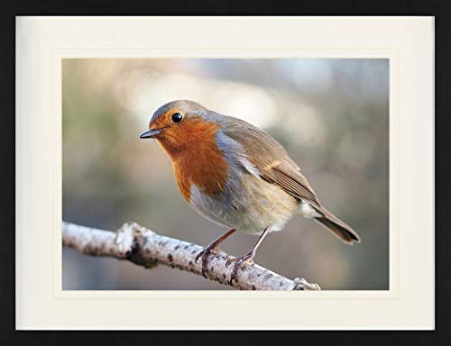 1art1 Vögel Poster Rotkehlchen Auf Einem AST Gerahmtes Bild Mit Edlem Passepartout | Wand-Bilder | Im Bilderrahmen 80x60 cm