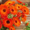 Pot Marigold Geisha Girl - 150 Seeds + freebie + Plant tag (Calendula officinalis)