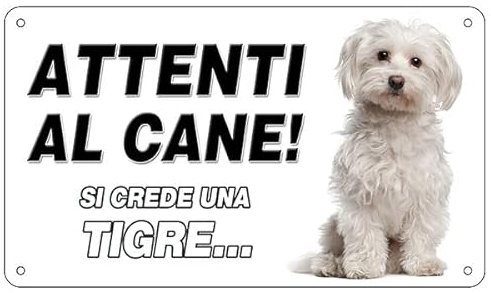 NEW CARTELLO SEGNALETICO - Attenti al cane maltese, SI CREDE UNA TIGRE - Adesivo Extra Resistente, Pannello in Forex, Pannello In Alluminio (ADESIVO 20X31 CM)