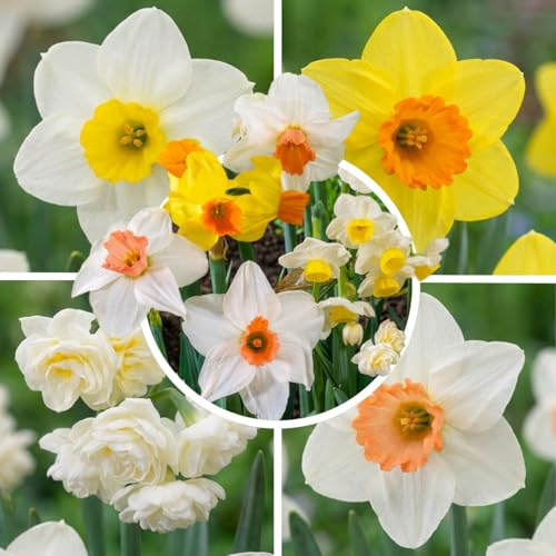 FLORIUM - Colección económica de narcisos (25 bulbos). Mezcla de narcisos perfumados de Holanda. Variedades perennes, resistentes y duraderas para jardines y macetas (sin semillas)