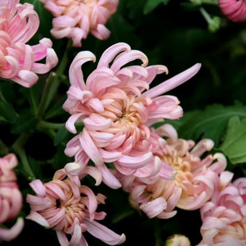 chrysanthemen gartenblumen, zimmerpflanzen chrysantheme kletterpflanzen winterhart, bio wildbalkonblumen schnittblumen 500samen