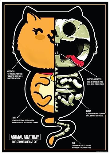 Grindstore Laminiertes Mini-Poster Animal Anatomy – Die gemeine Hauskatze