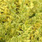 3 x Ligustrum Ovalifolium 'Aureum' - Goldliguster 'Aureum' 40-50 cm im Container - Ein purpurroter Regen aus Schönheit