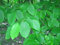 Carpinus betulus Hornbeam-Samen, 30 Stück