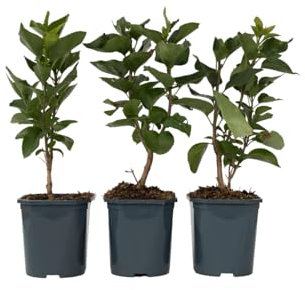 Plant in a Box - Flieder - 6er Set - Syringa 'Ludwig Spath', 'Michel Buchner', 'Mme Lemoine' - Höhe 25-40cm - Topf 17cm - Zierstrauch für Garten - Violett-roten, Rosa und Lila Blüten