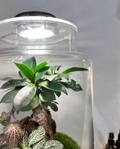 NIPRO Coperchio per Terrario chiuso con luce LED | Lampada per Giardino Eterno con Piante, Faretto LED, Vaso di vetro rotondo, coperchio trasparente con fori di ventilazione (102 mm)