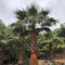 50 pcs fächerpalme winterhart samen, samen zimmerpflanzen, kübelpflanzen (Washingtonia robusta) gartengeschenke, samen geschenk zimmerpflanzen samen, bio saatgut hochbeet samen, steingarten