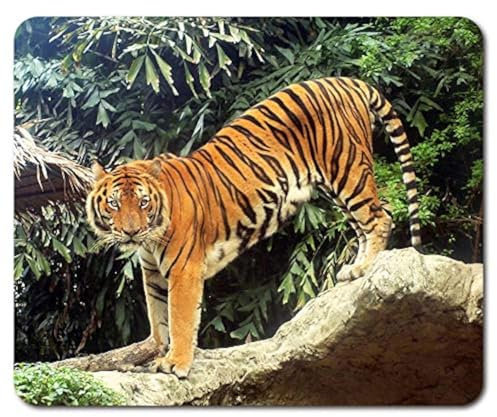 Beautiful Tiger Mouse Mat Pad - Big Cat Tigers Animal Mum PC Computer #8574