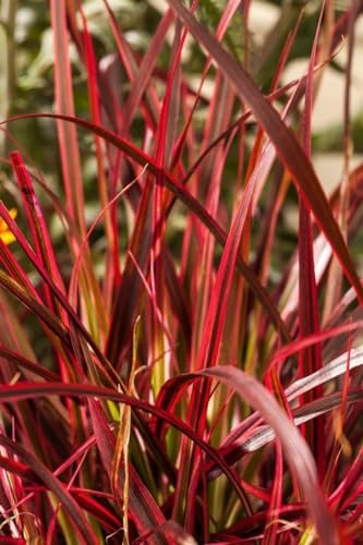 Rote Segge im Topf Uncinia rubra immergrün Bodendecker