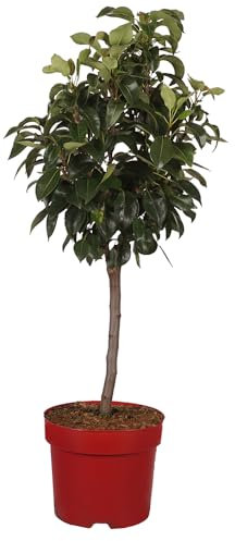 Zwergbirne 'Dr. Joaquina', Birnenbaum, Obstbaum, pflegeleicht, Obstgarten, Balkonpflanze, Terrassengarten, essbar, Zwergobst, winterhart