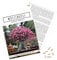 Außergewöhnliche Bonsai Samen mit hoher Keimrate - Pflanzen Samen Set für deinen eigenen Bonsai Baum (1x Wüstenrose)