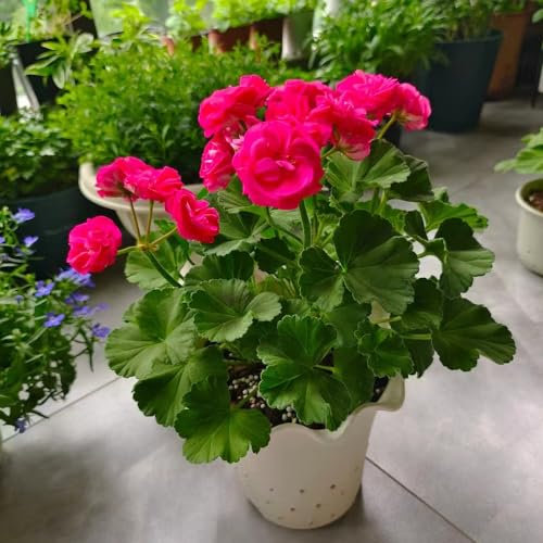 300 pcs geranien samen winterhart - deko bodendecker winterhart mehrjährig geranie,Pelargonium hortorum, bodendecker blumenwiese samen mehrjährig winterhart zimmerpflanzen