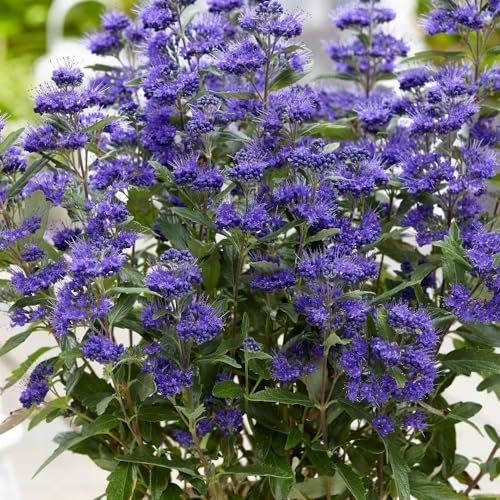 Plant Theory Grand Bleu Bluebeard Caryopteris x Clandonensis Shrub Plant 2L Pot