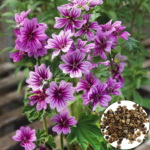 Benoon 50 unids/set de semillas de malva, divertidas semillas de suelo de sol, semillas de malva de crecimiento húmedo para patio Rojo