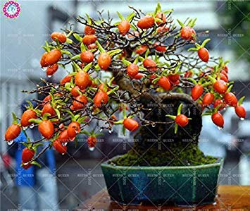 100pcs Goji Beere natürlicher Bocksdorn Baum Bio-Frucht Erbstück Pflanze für Hausgärten Medizintechnik Wein
