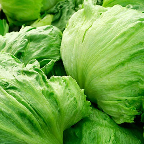 Crisphead Lettuce Garden Seeds - Iceberg - 1 g Packet ~900 Seeds - Non-GMO, Heirloom Vegetable Gardening & Salad Microgreens Seed