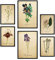 Nacnic-Set von 6 Vintage-Blumen-Poster. Sammlung von Platten mit ästhetischer Collage für Innendekoration. Größen A3 und A4. Rahmenlos