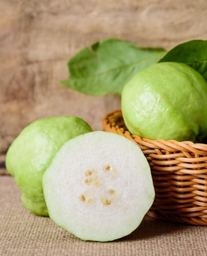 Weiße Guave Pflanze 'Große Früchte' Psidium Guajava Thai White - im Topf Ø 18 cm - Höhe 80/100 cm