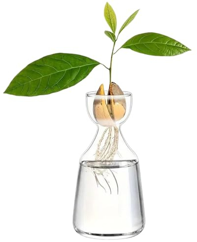 Syzplnwy Vaso per Avocado: Vetro Borosilicato per Germinazione dei Semi e Idroponica, Sicuro per l'Acqua Salata con Bordi Levigati, Decorazione Compatta per Casa/Ufficio (Donne)
