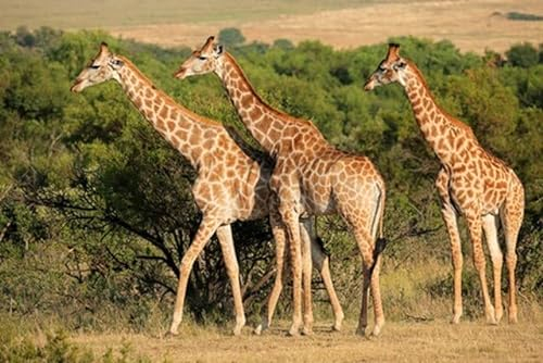 Acryl-Bild 140 x 90 cm: Giraffen Giraffa Plancius im natürlichen Lebensraum, Südafrika (45654075)