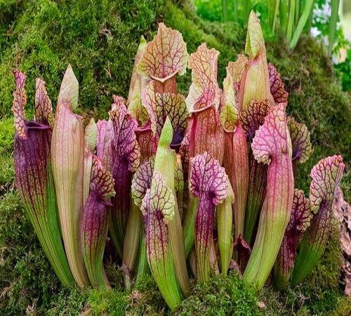 10pcs Fresh Sarracenia Plant Seeds