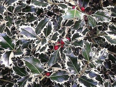 Portal Cool Ilex aquifolium Argentea Marginata - Variegato Agrifoglio, pianta in 9cm Pot