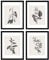 ArtbyHannah 4er Set Bilderrahmen, schwarz 28x35cm, mit Acrylglas zum Aufhängen, Holzrahmen mit botanischer Wandkunst und Pflanzenpostern für Wohnzimmer & Küche, inkl. zusätzlichen Drucksets