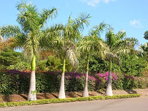 Zuckerrohrpalme - Dypsis Baronii - 10 frische Samen