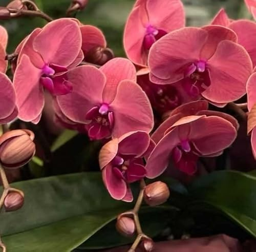 1 PIANTA di Orchidea Orchidea PHALAENOPSIS TABLO Spritz Vaso 12CM