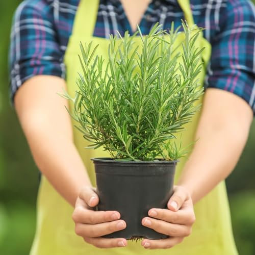 350 pcs rosmarin samen zimmerpflanzen rosmarin pflanzen gartenpflanzen winterhart mehrjährig winterharte pflanzen für garten kräutergarten geschenk samen anzucht salat samen bonsai