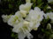 Japanische Azalee Schneeperle - Rhododendron obtusum Schneeperle - 25-30cm