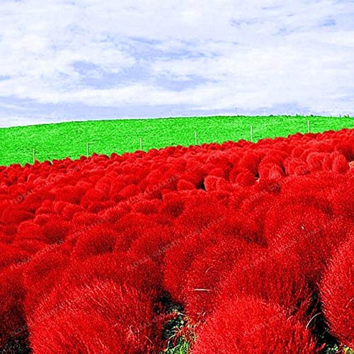 2: 500 Kochia Scoparia Samen Brennen Buschgras Schnell Wachsen Winterharte Sommerzypresse Roter Garten Zier Einfach Wachsen Bonsai Hausgarten