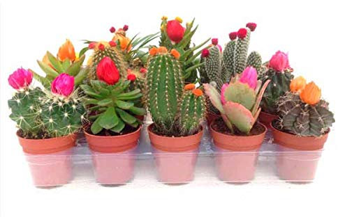 DECOALIVE Bandeja de 10 Cactus Naturales con Flor Artificial en Maceta Pequeña