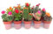 DECOALIVE Bandeja de 10 Cactus Naturales con Flor Artificial en Maceta Pequeña