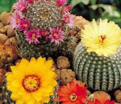 Pcs - 50x Cactus Mélange de Graines Cactus Espèces Semences Jardin Plantes - Graines K50 - Seeds & Plants Shop by Ipsa