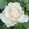 YouGarden Rose 'Your Wedding Day', Established Rose in 4 Litre Pot, A Great Wedding Gift, Ready to Plant and Display