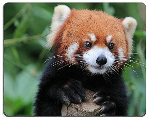 YENDOSTEEN Panda mouse pad,Mouse Pad Gaming Mouse pad Natural Rubber mouse mat Red panda