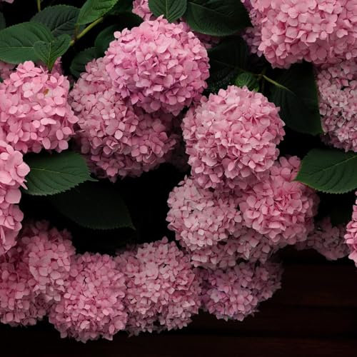 50 Pcs Hortensien Samen - Hortensie - Herbst Dekoration, Exotische Pflanzen Winterhart,Hydrangea Macrophylla, Blumendeko, Pflanzen Für Sonnige Plätze Luftreinigende Zimmerpflanzen,